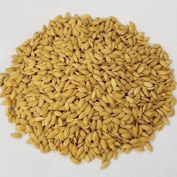種 野菜たね 陸稲種子 陸稲農林24号（うるち） 1袋（0.1kg）
