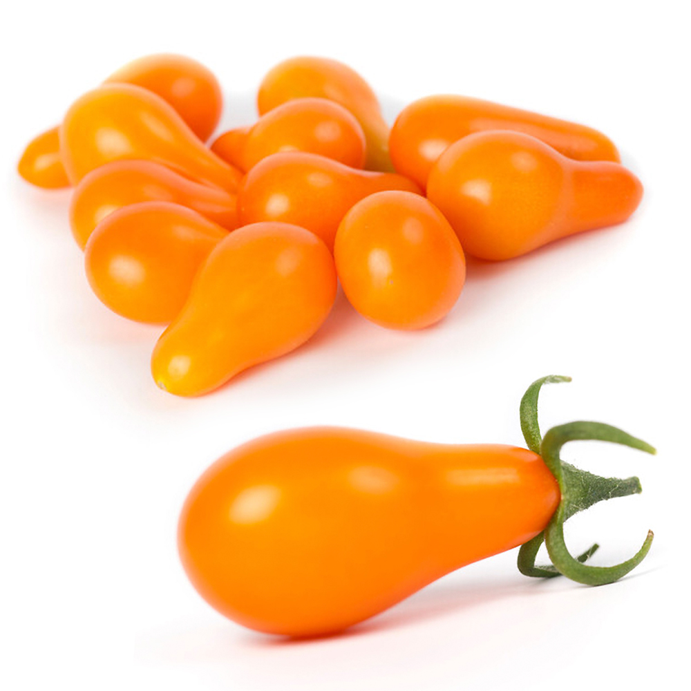 種 野菜たね トマト F1オペリーノ 1袋（4粒）