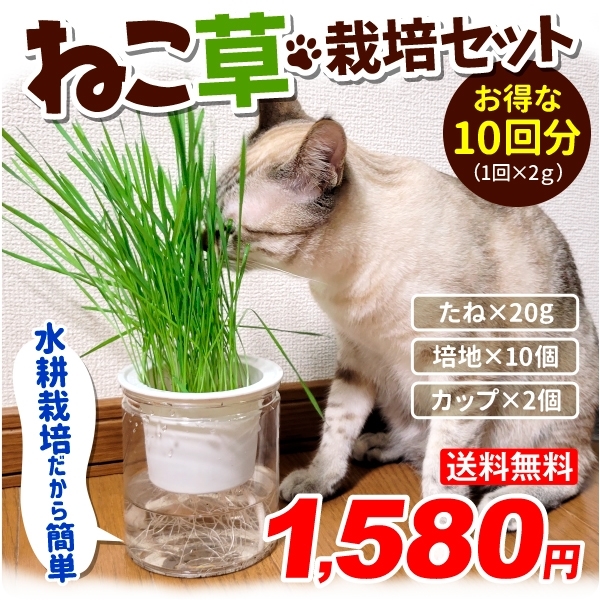 猫草 水耕栽培 ねこ草栽培セット（10回分）種20g ジフィ10個 容器2個