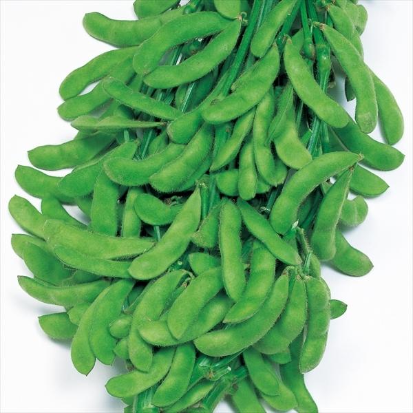 種 野菜たね 枝豆 おつな姫（R） PVP 1袋（30ml）