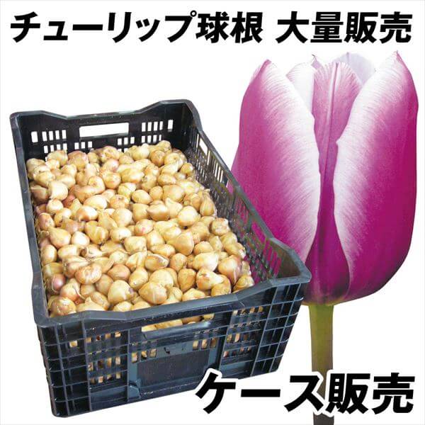 ショウ様専用 にんにく種球 追加250片 ショウ様専用 にんにく種球 追加250片