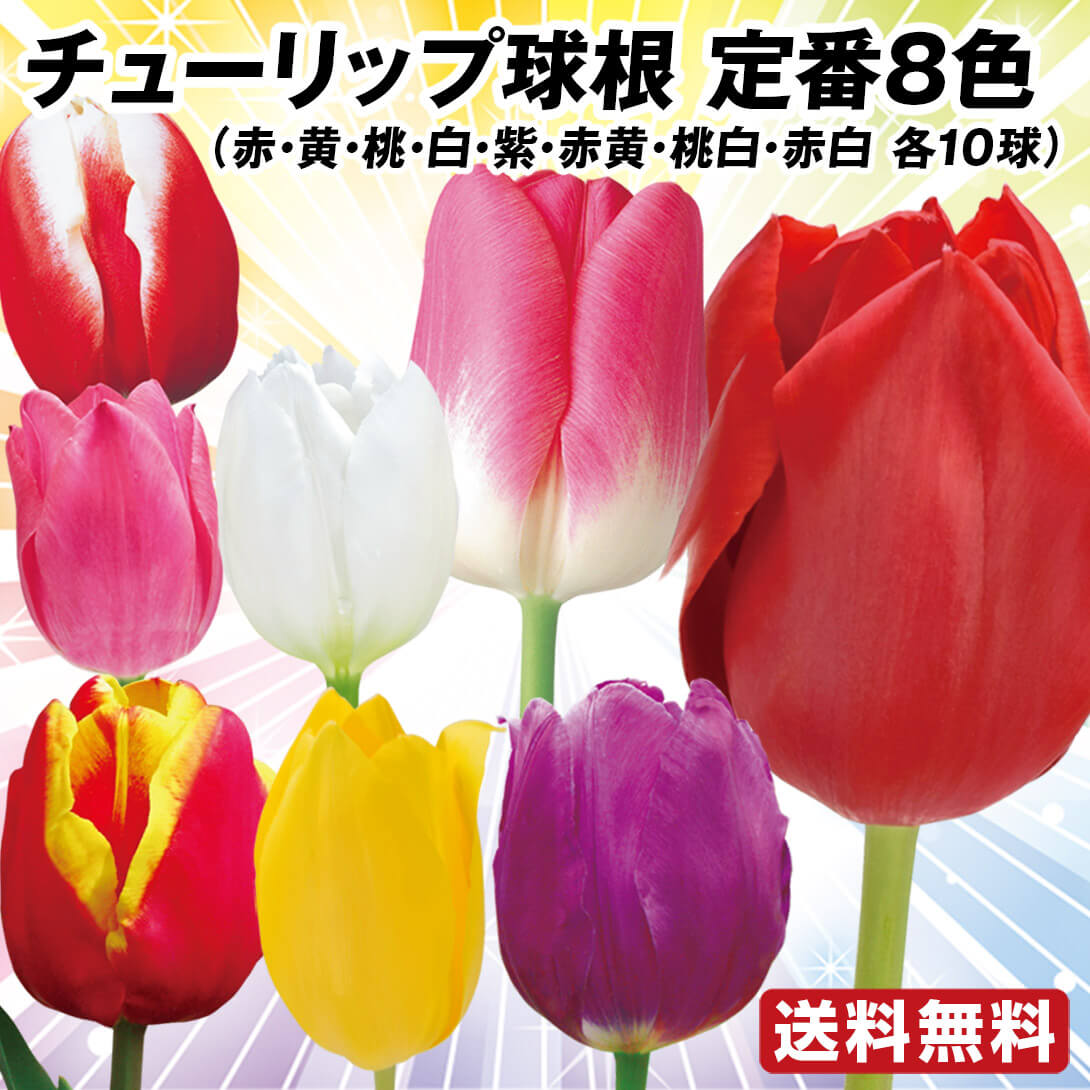 パワーネット・ピンク.赤.黄色 持ち帰れる