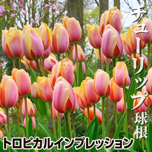 球根☆】オレンジマーマレード 非情 5球 チューリップ＋かすみ草