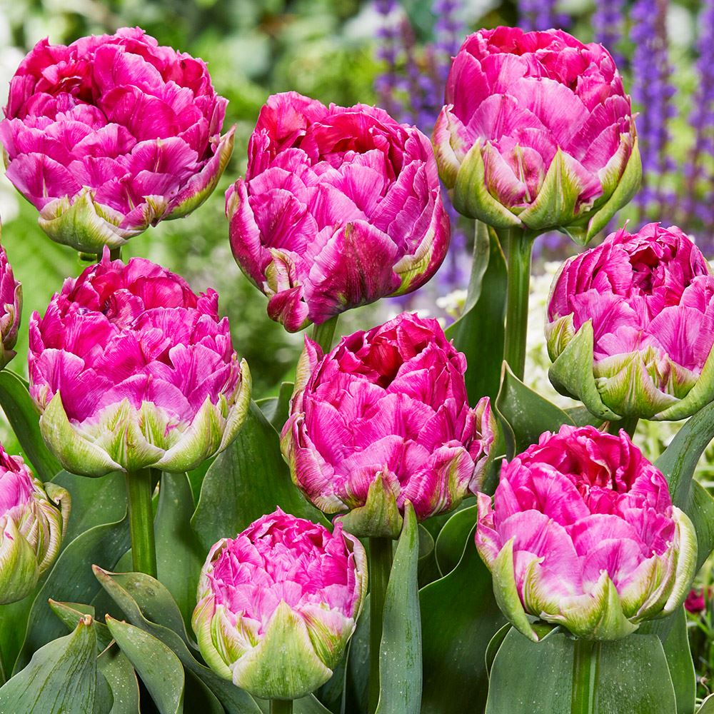 国華園オンラインショップ / チューリップ 球根 ウィキッドインピンク