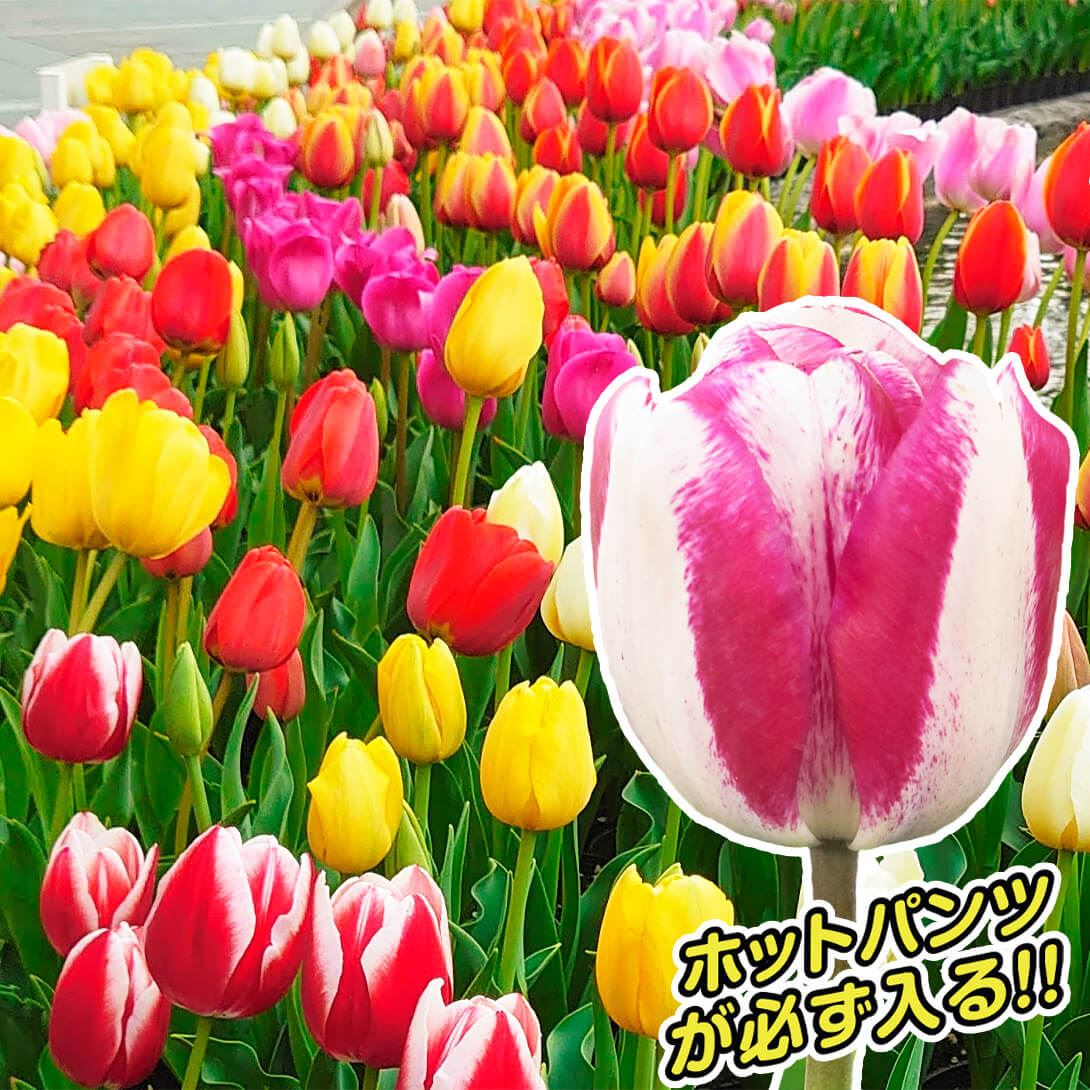 エンドウ様専用 チューリップ大＆中セット 【公式通販】