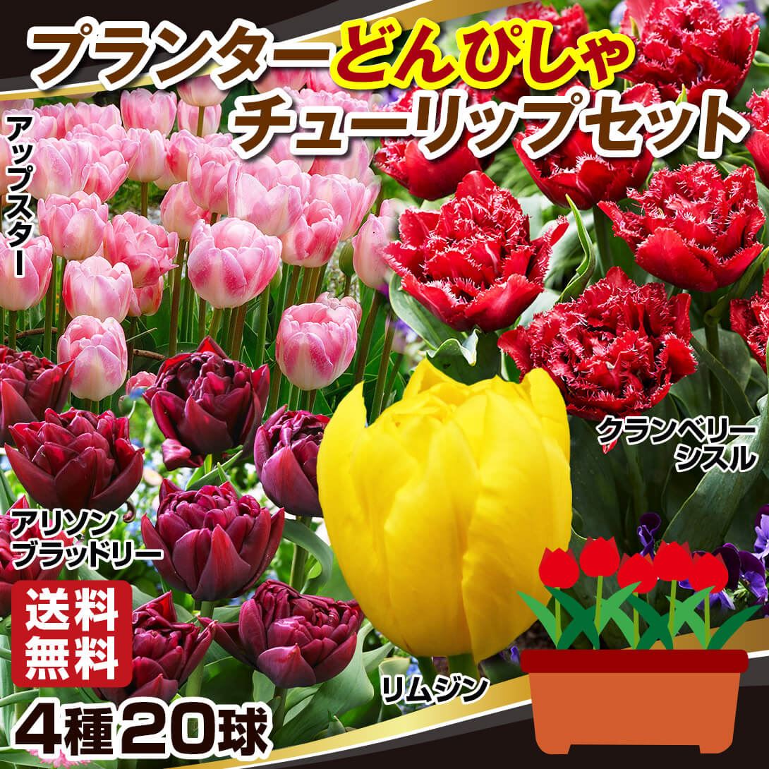 ☆ TULIP さま　専用　☆ チューリップ様専用 ☆ TULIP さま 専用 ☆ tulip チューリップ 花柄