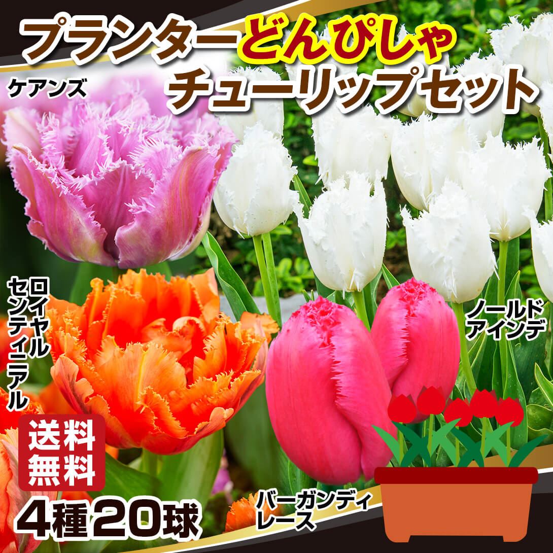 チューリップ 球根 プランタどんぴしゃ フリンジ咲チューリップ セット 4種20球