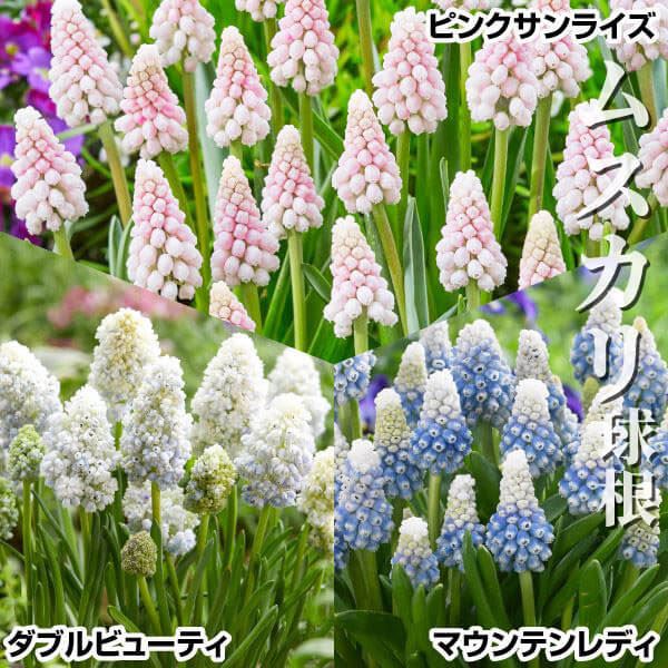 1505 ムスカリ・マウンテンレディ 球根 粘 ②