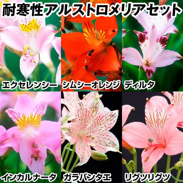 秋植え球根】アルストロメリア原種 赤色 プルケラ 約400g(箱 秋植え球根】アルストロメリア原種 赤色 プルケラ 約400g(箱
