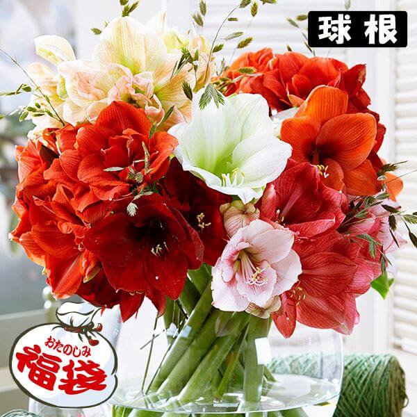 ユリ球根 17品種（八重咲き品種含む）