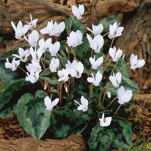 夏植え球根 原種シクラメン ヘデリフォリウム 白花