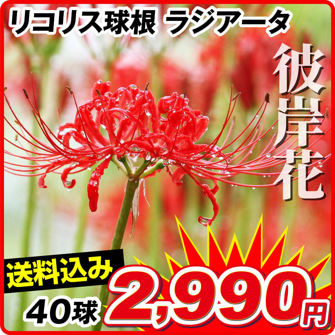 彼岸花 球根 中サイズ 35個〜入るだけ。 （白彼岸花球根 特大