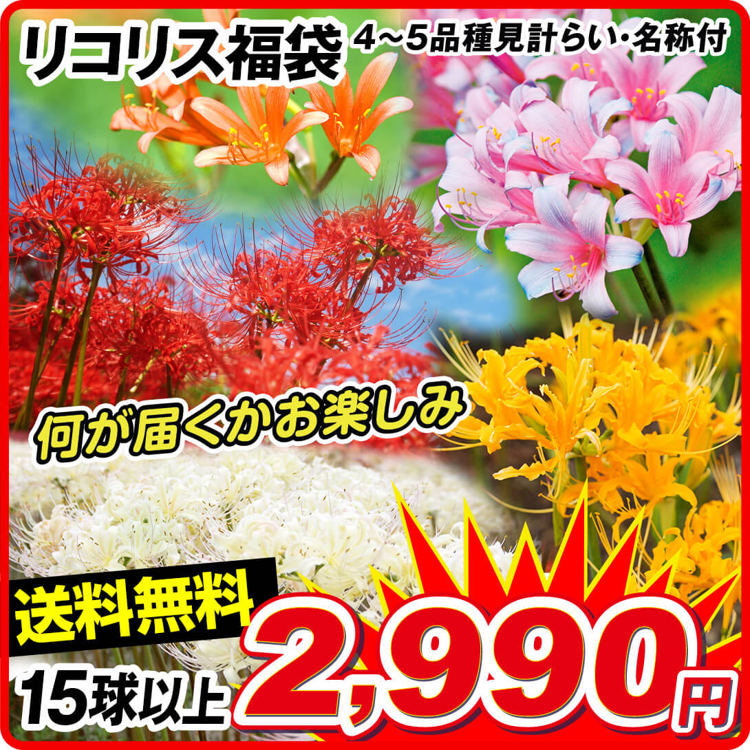 リコリス福袋