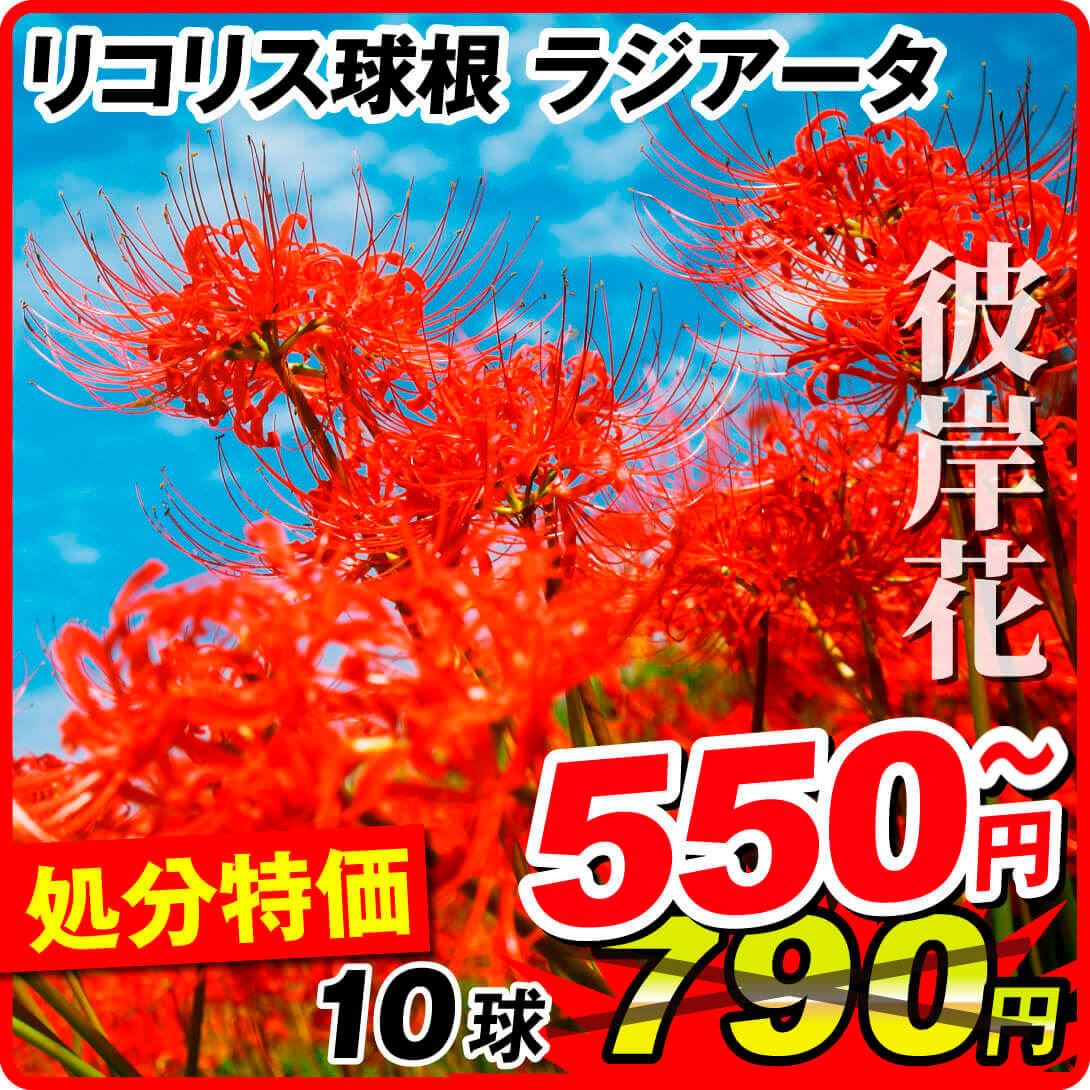 彼岸花 赤球根 400球以上特価❗️ エアオティック