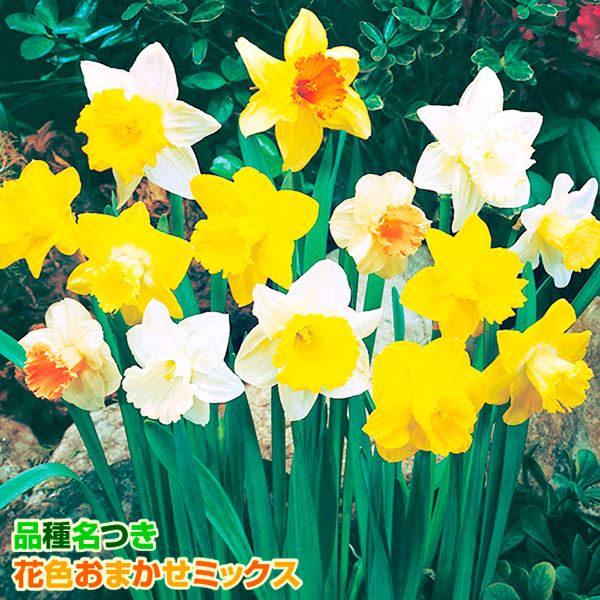 最終価格】多種の水仙の球根 50球前後1kg A 美味かっ 最終価格】多種の水仙の球根 50球前後1kg A 美味かっ