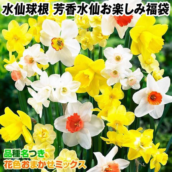 ご確認用 八重水仙 寒かっ