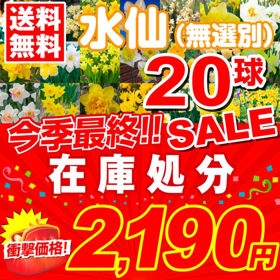 スイセン 球根 在庫処分水仙球根ミックス (無選別) 20球 送料無料