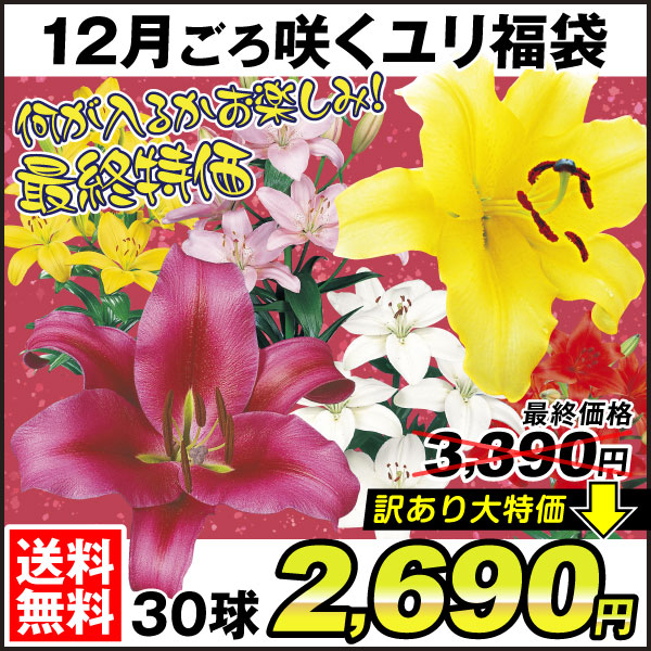 ユリ 球根 12月咲ユリ 訳あり 最終特価福袋(品種見計らい・名称付)送料無料