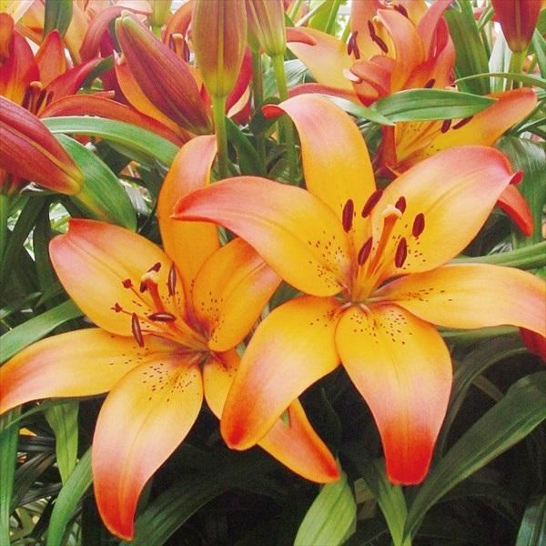 国華園オンラインショップ / ユリ 球根 すかしユリ ロイヤルサンセット 