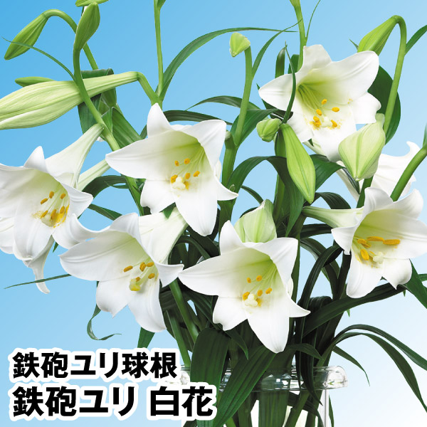 鉄砲百合 大球根60個 品種名:ひのもと 来春開花 鉄砲百合