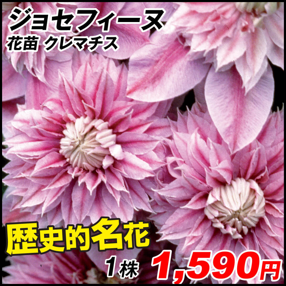 216・白花 終了しました 明るく