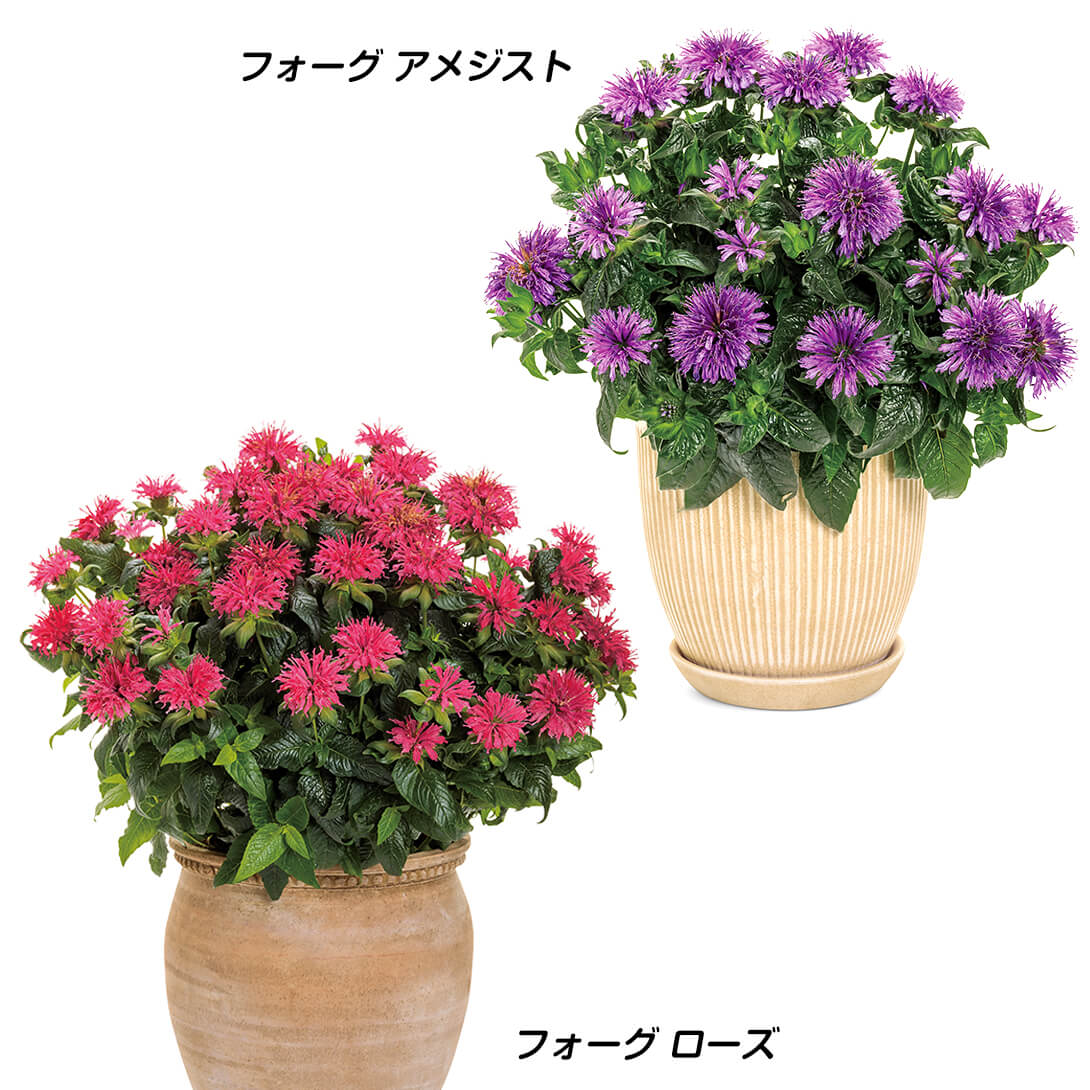 花苗 モナルダ フォーグ セット 2種2株