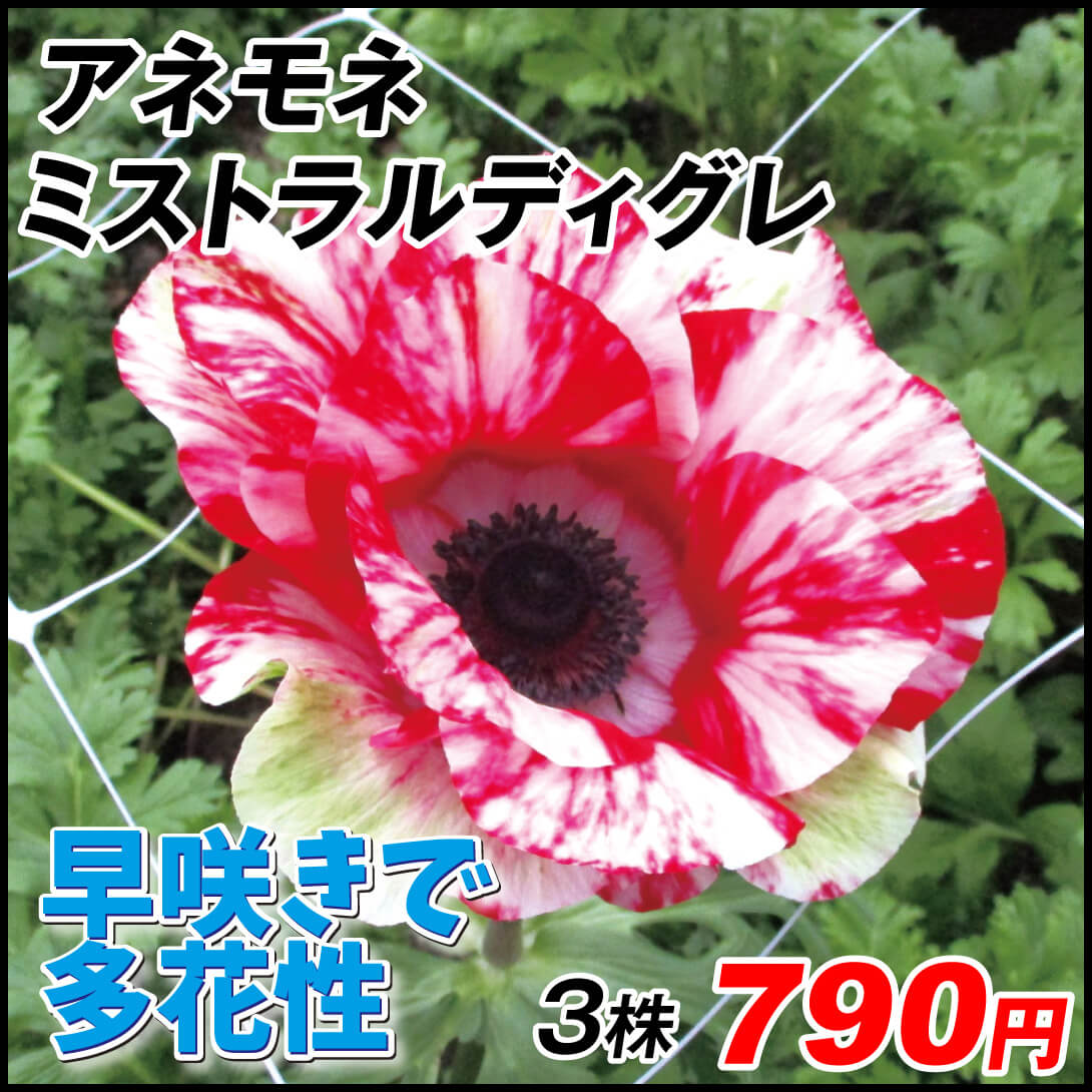 国華園オンラインショップ / 多年草苗 国華園オンラインショップ / 多年草苗