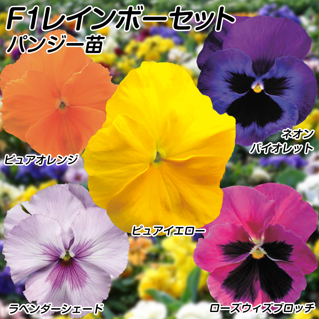 花苗 パンジー F1レインボーセット