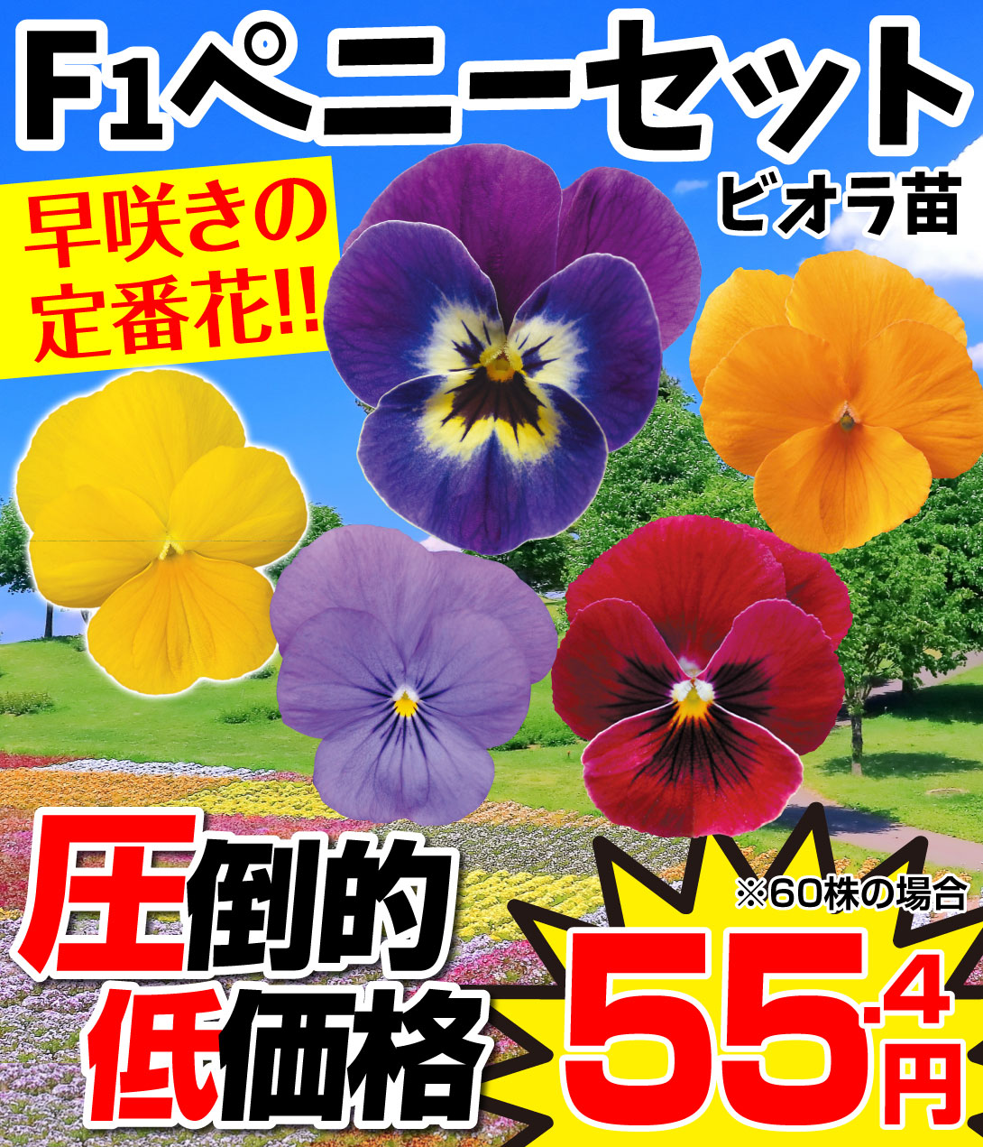 花苗 ビオラ F1ペニーセット