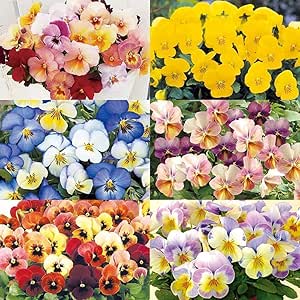花苗 パンジー・ビオラ福袋