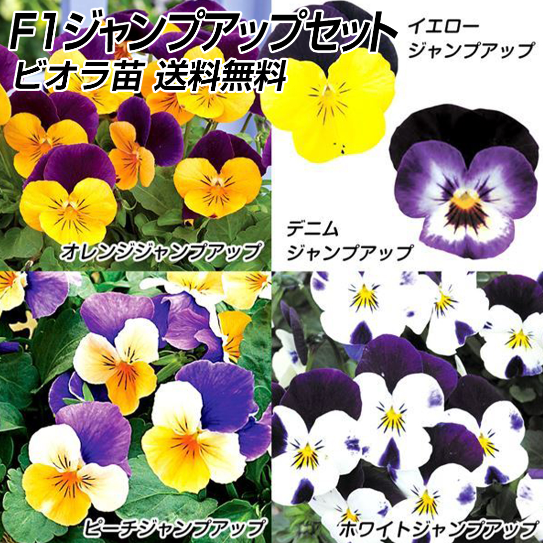 花苗 ビオラ F1ジャンプアップセット 送料込み