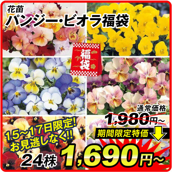 パンジービオラ福袋