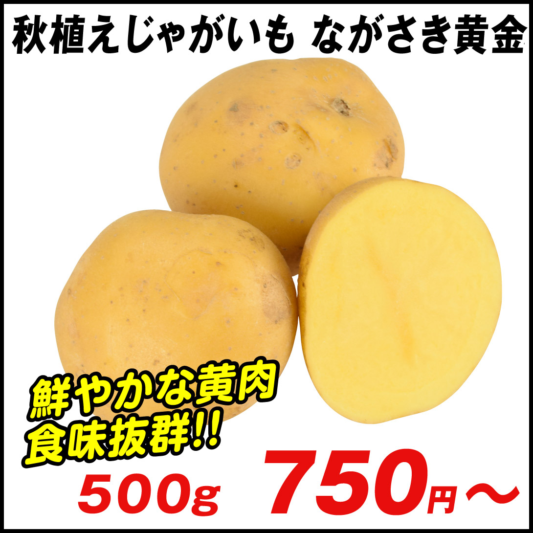 ながさき黄金PVP　ジャガイモ