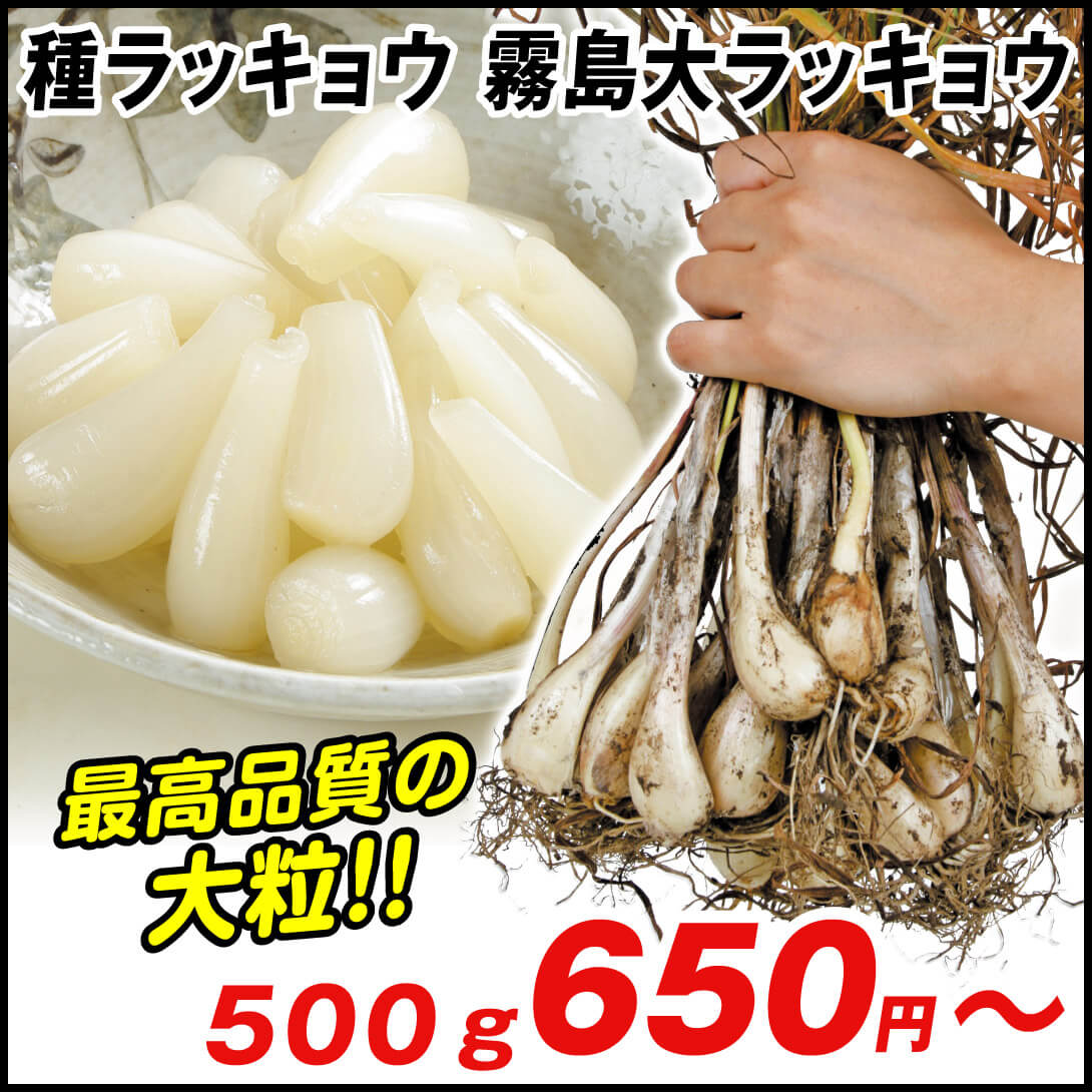 霧島大ラッキョウ