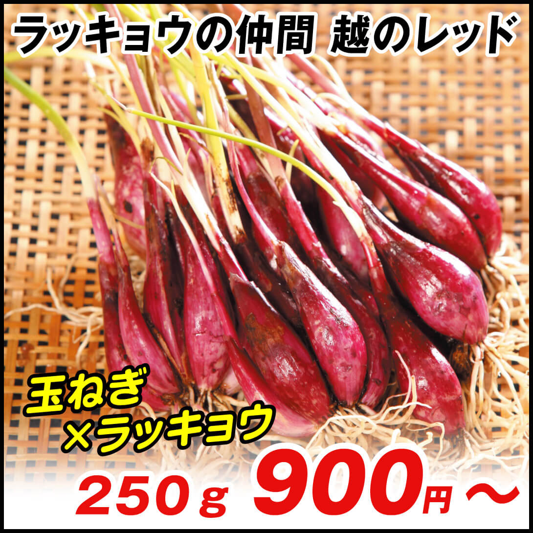 越のレッド