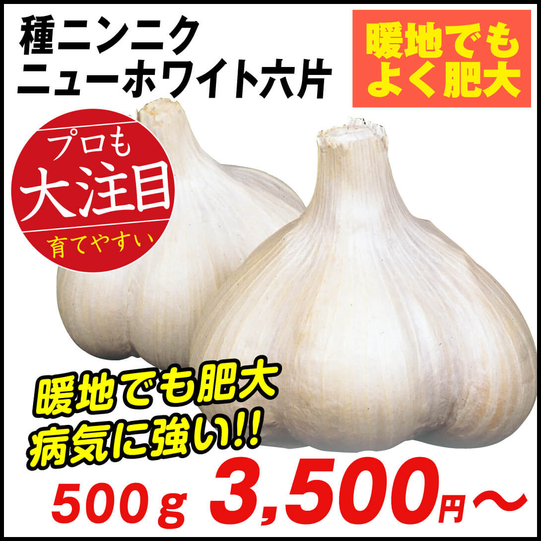 ニューホワイト六片