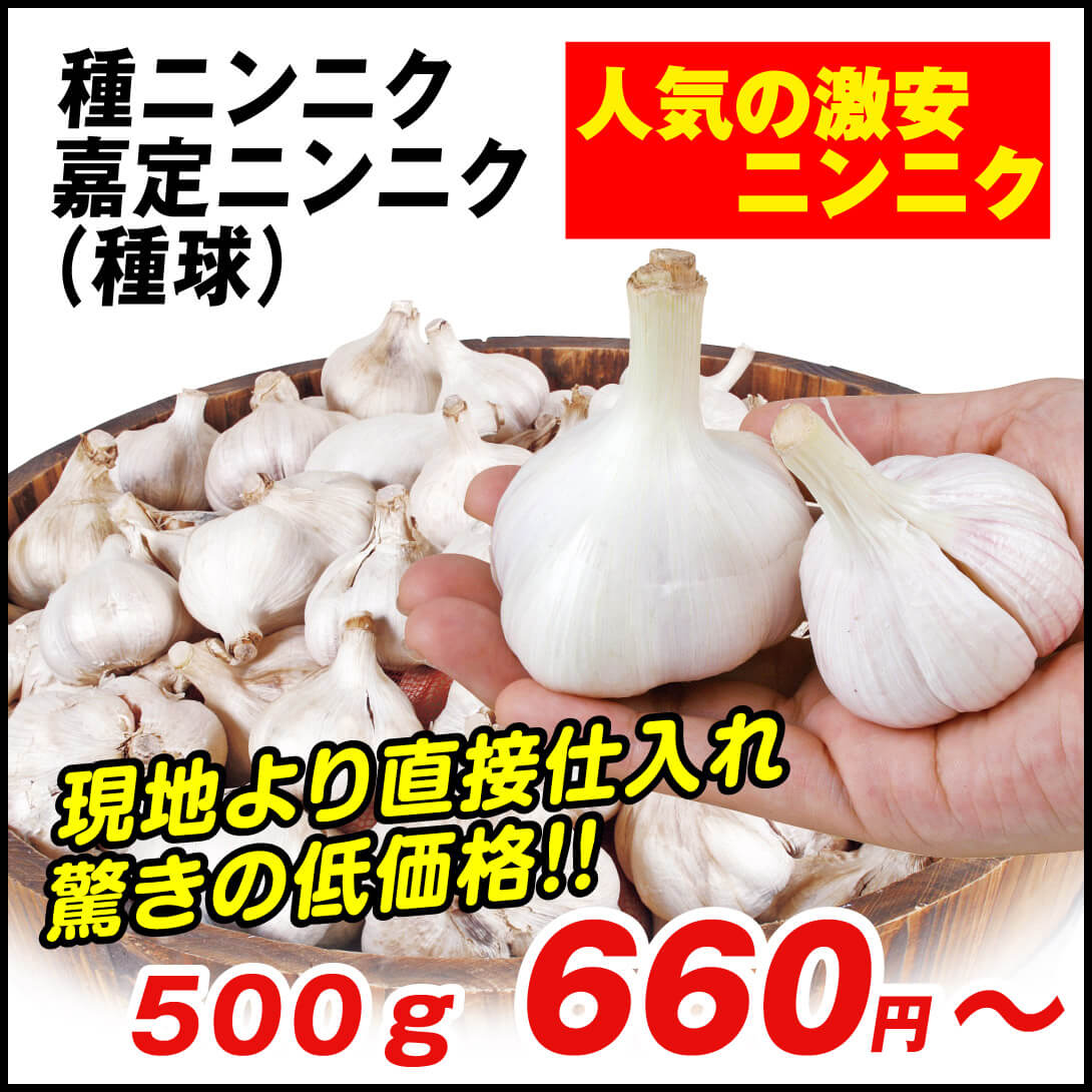 嘉定ニンニク・種球