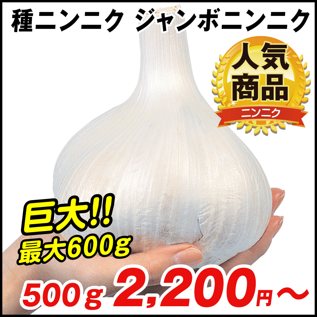 10kg 嘉定種 令和4年度産 ニンニク 中球(M球程度) にんにく 三重県産 10kg 三重県嘉定種 令和4年度産 ニンニク 中球(M球程度)