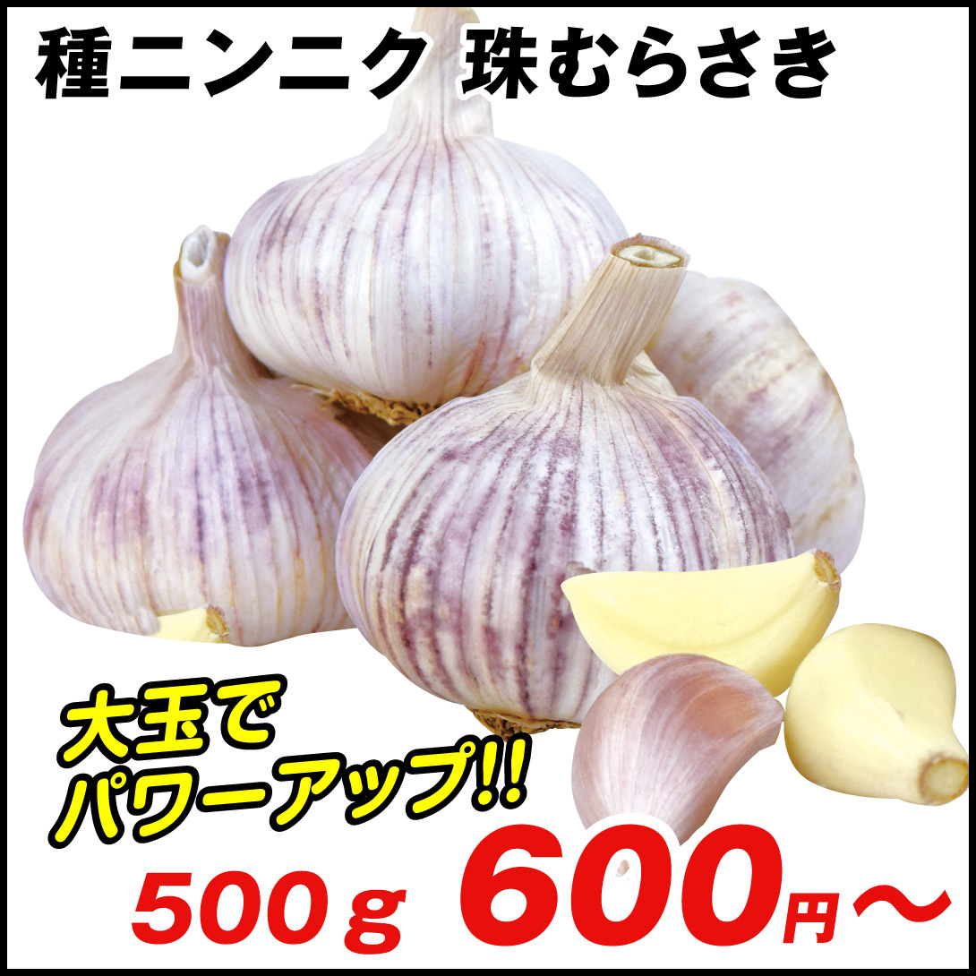 珠むらさき