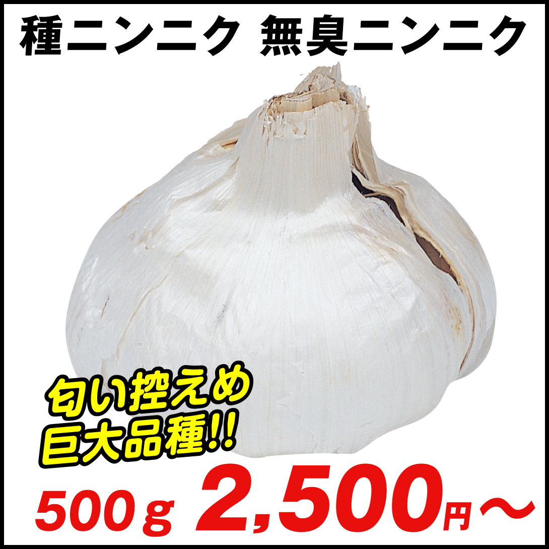 無臭ニンニク