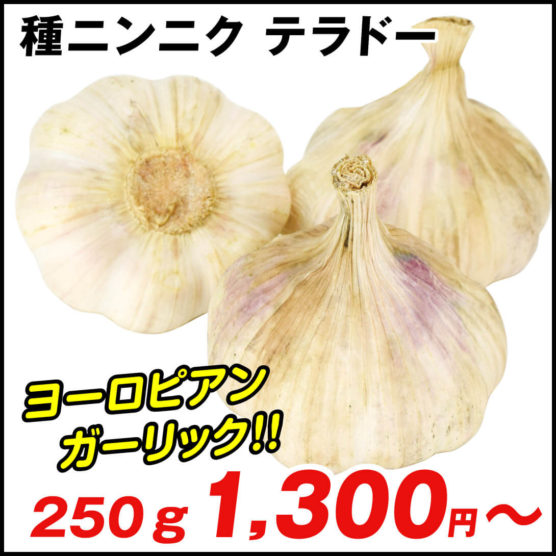 テラドー　ニンニク