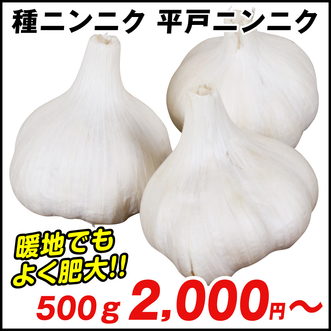平戸ニンニク
