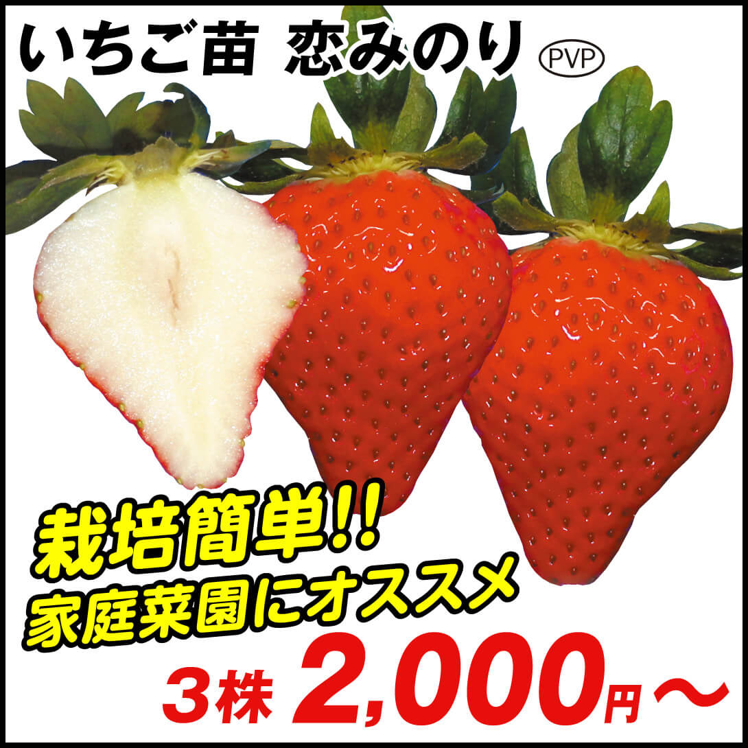 いちご 恋みのり フリー苗