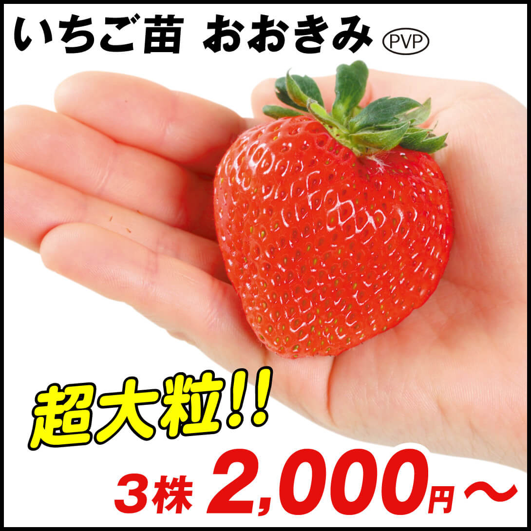 大特価!! いちごの苗 （国華園オンラインショップ 30ポット とちおとめ 果菜