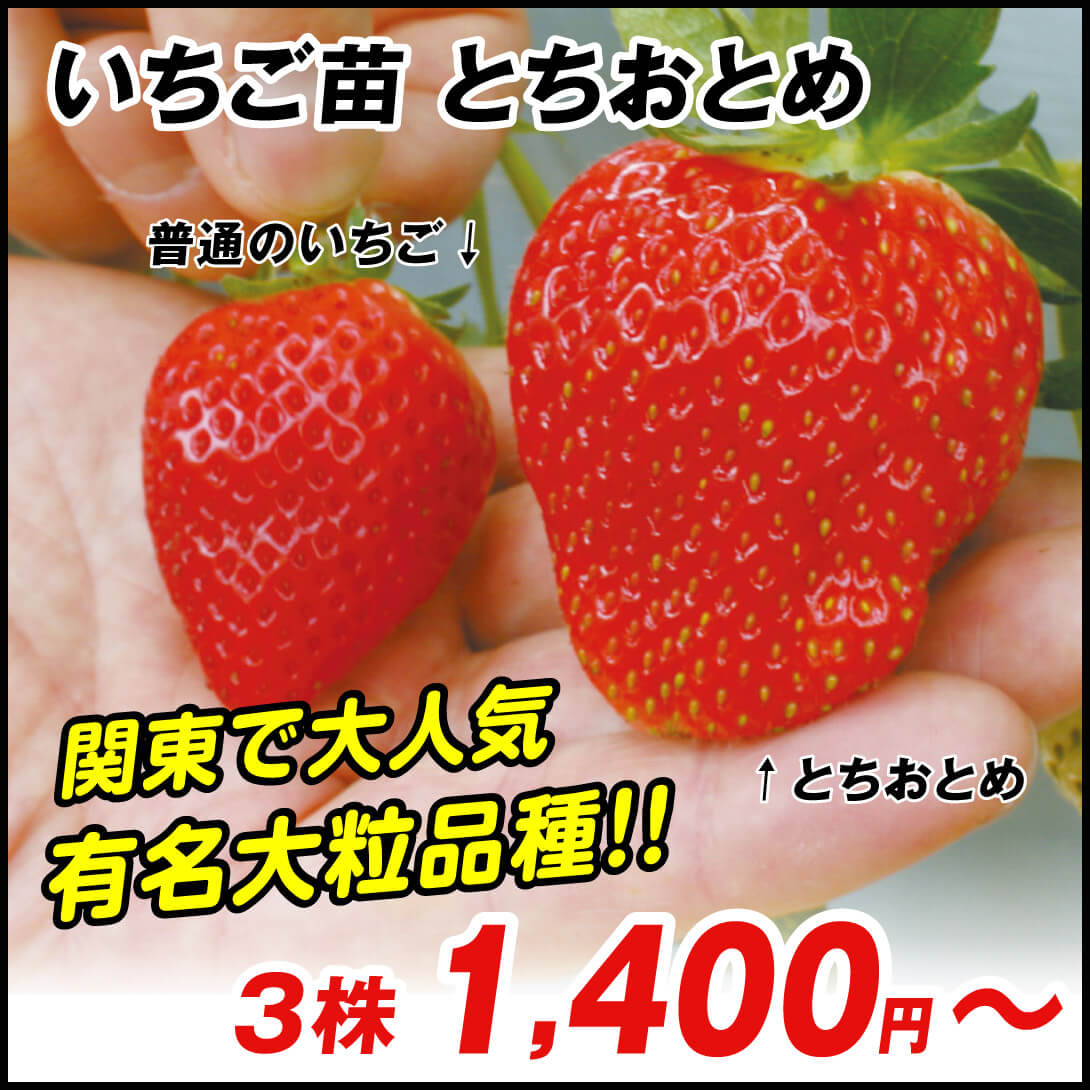 とちおとめ