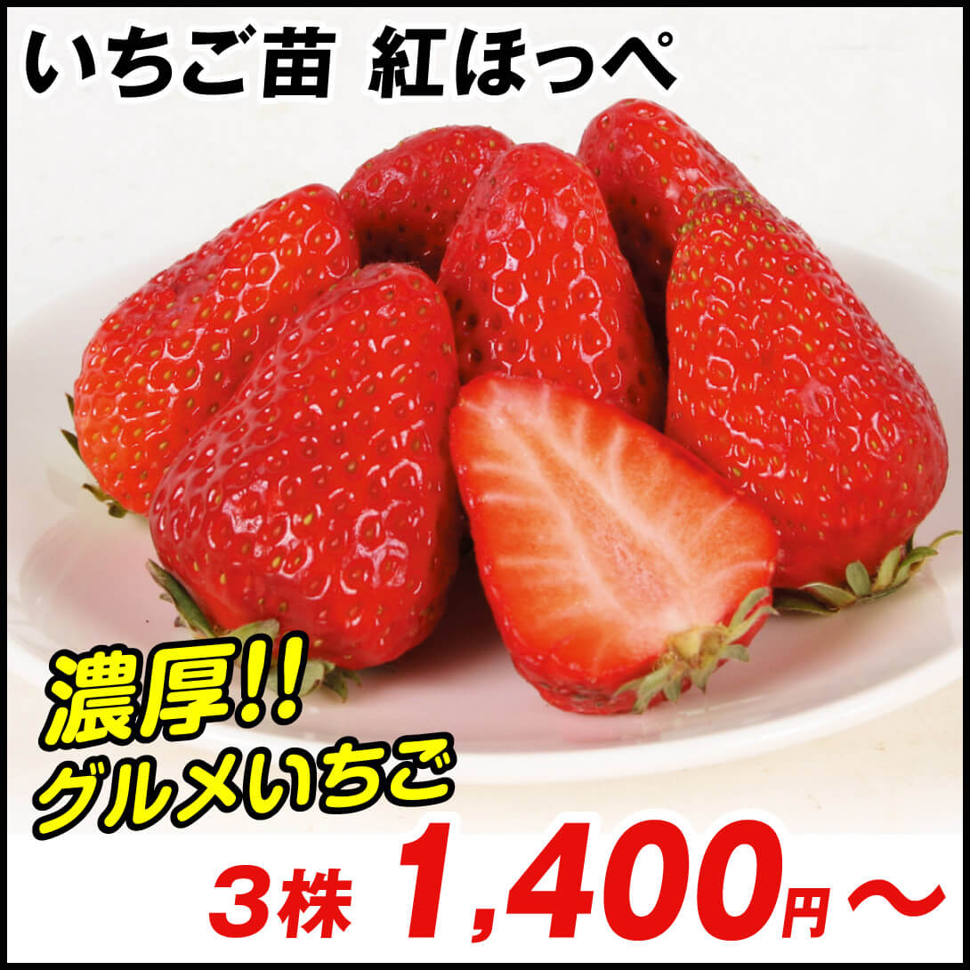 紅ほっぺ