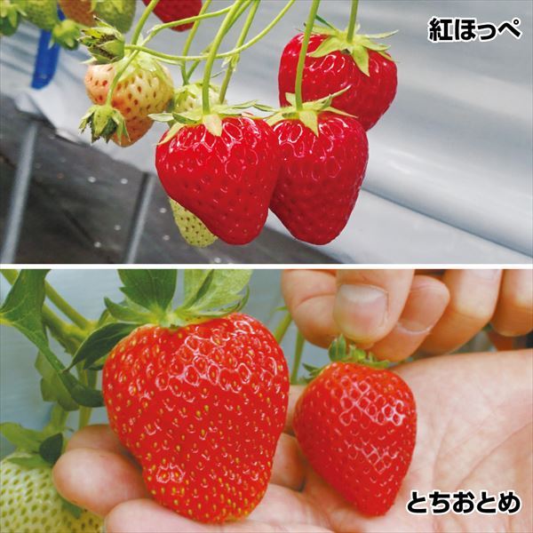 いちご様　おまとめ3点専用ページ 高級いちご（ギフト・贈答用）の産地直送・お取り寄せ通販