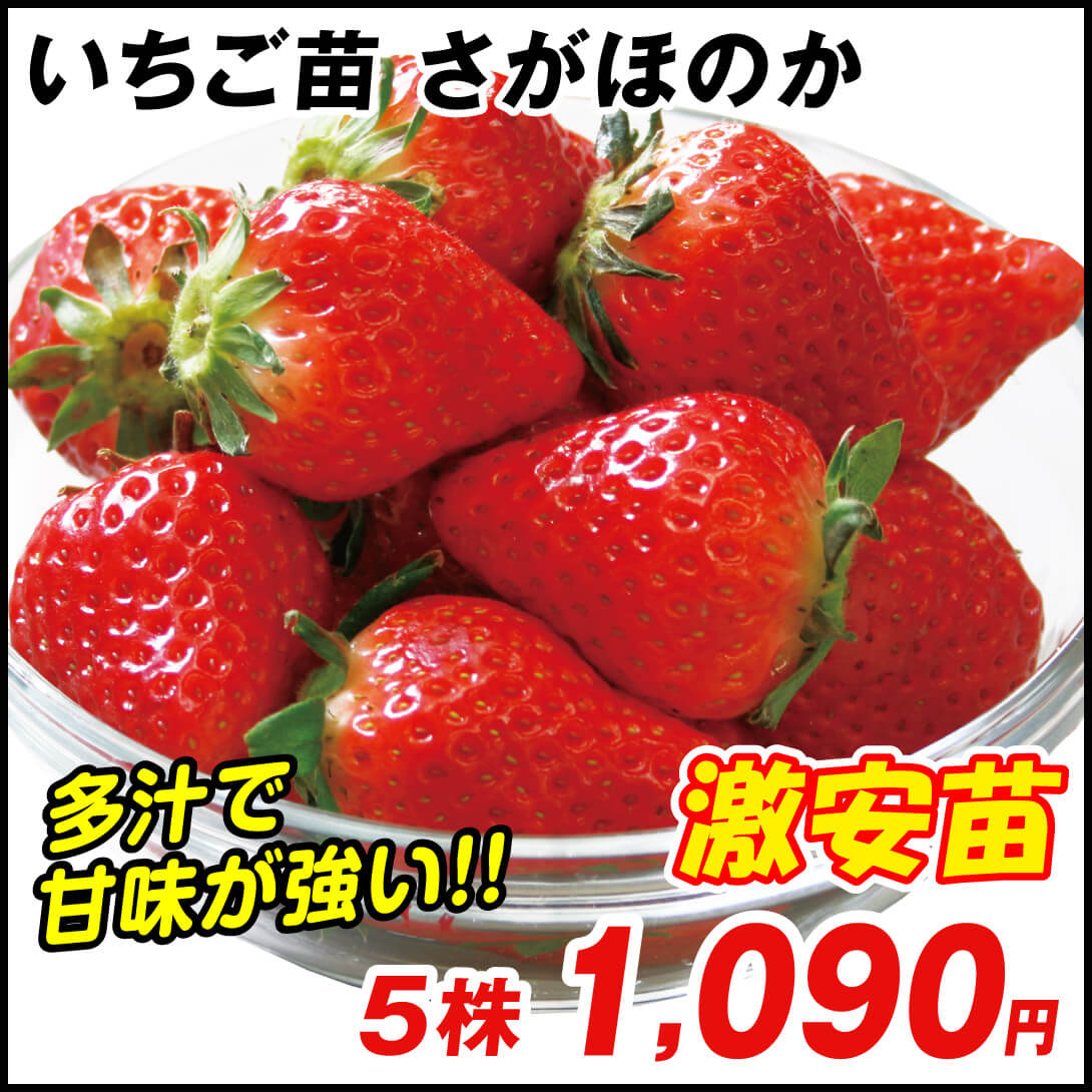 さがほのか
