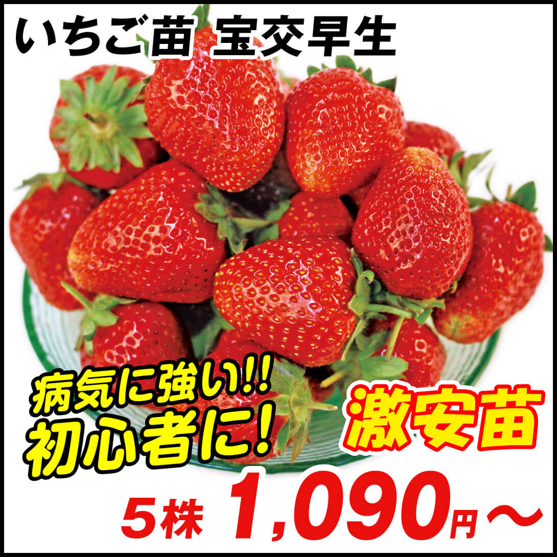 宝交早生