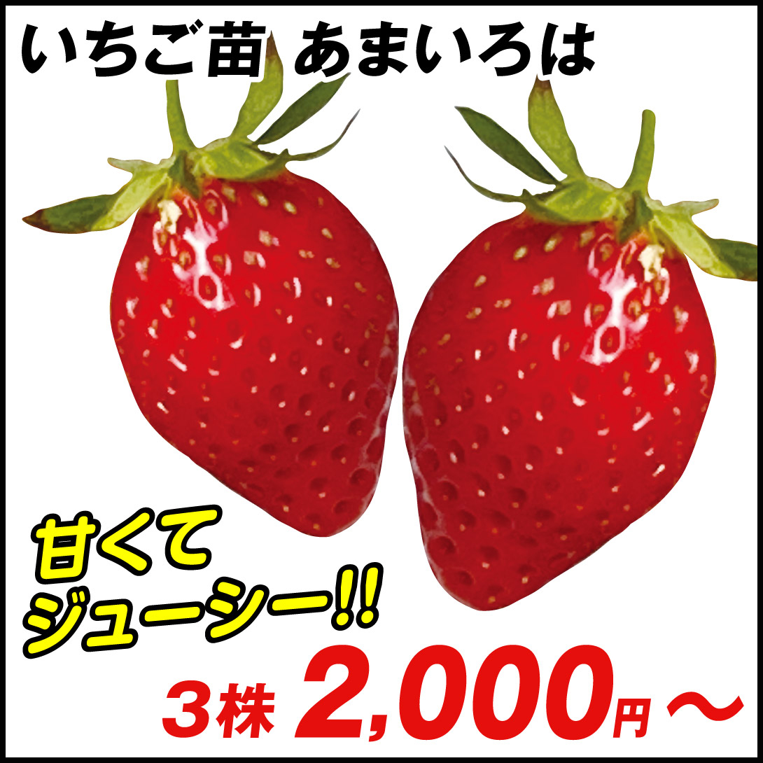 いちご苗 あまいろは